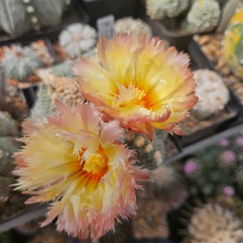 Astrophytum asterias CV Feuerball / gefiederte Blüten